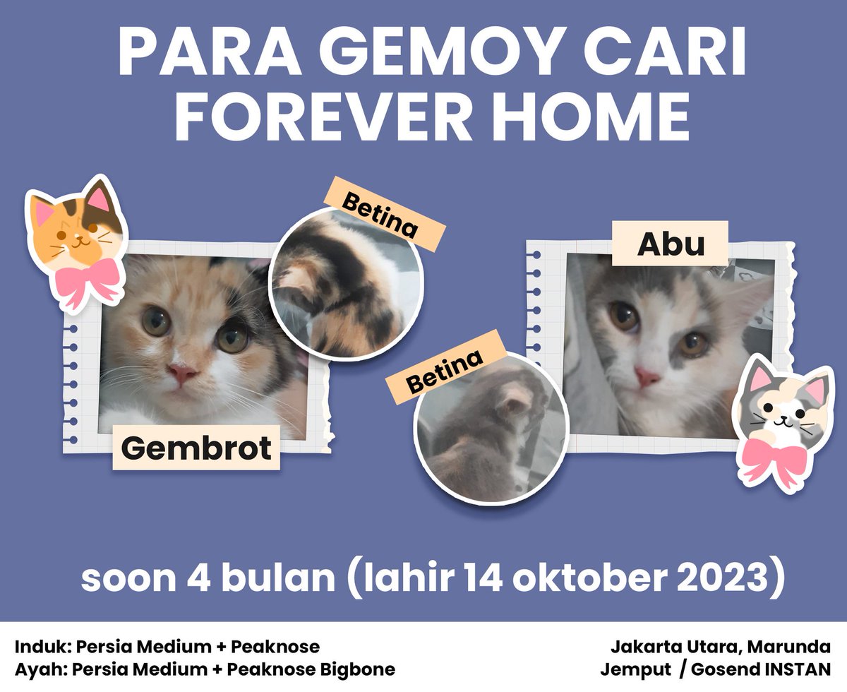 KucingGembala's tweet photo. [CARI FOREVER HOME]

Bermahar, NO free adopt (takut nemu yang omdo😭)
Mahar: catfood buat mamanya

Kucing Kitten Ras Persia Peaknose
✅ Mam dry+wetfood
✅ Pip pup di pasir
✅ Aktif, human-friendly

Lokasi: Jakarta Utara
Wajib pro: vet, vaksin, steril

detail cek thread https://t.co/nEdxOgk96L