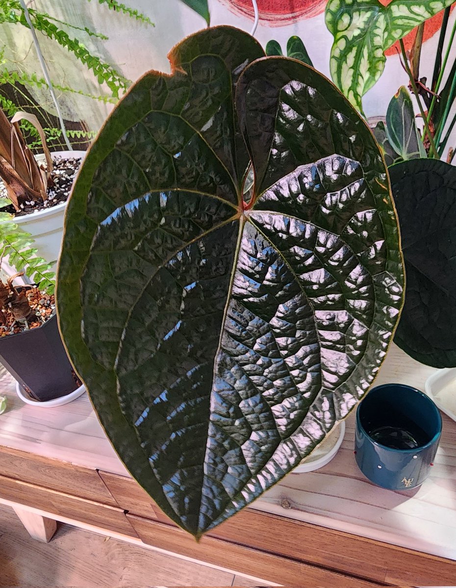 럭셔리안스 대품되고 있음