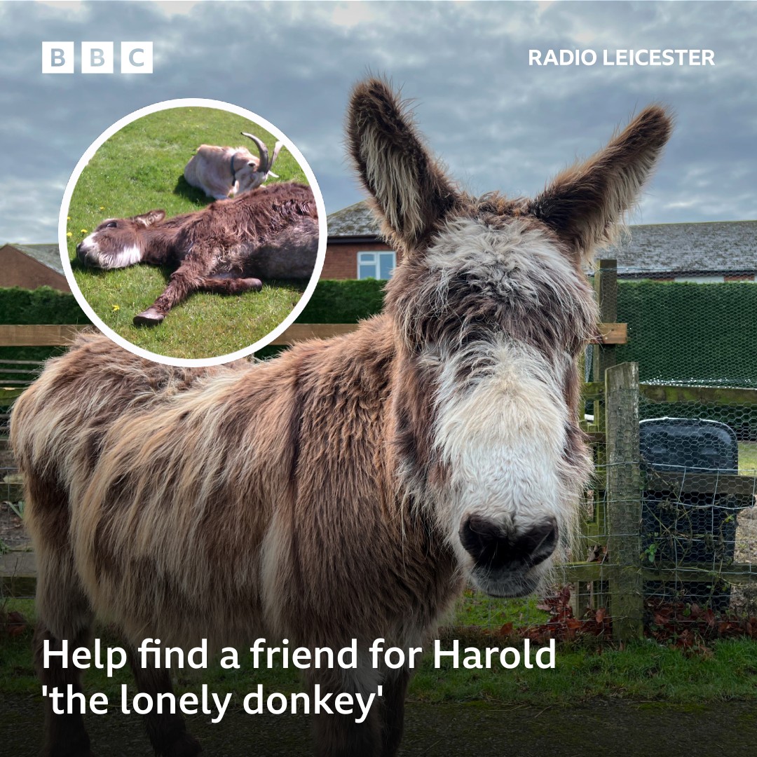 Harold lost his best friend Billy the goat at Christmas: bbc.in/3HN0NQi
Here's how you can help find him a new mate ☝️