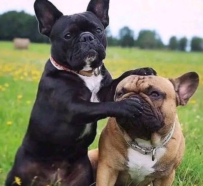 cute couple 😘 #Frenchie #frenchielover