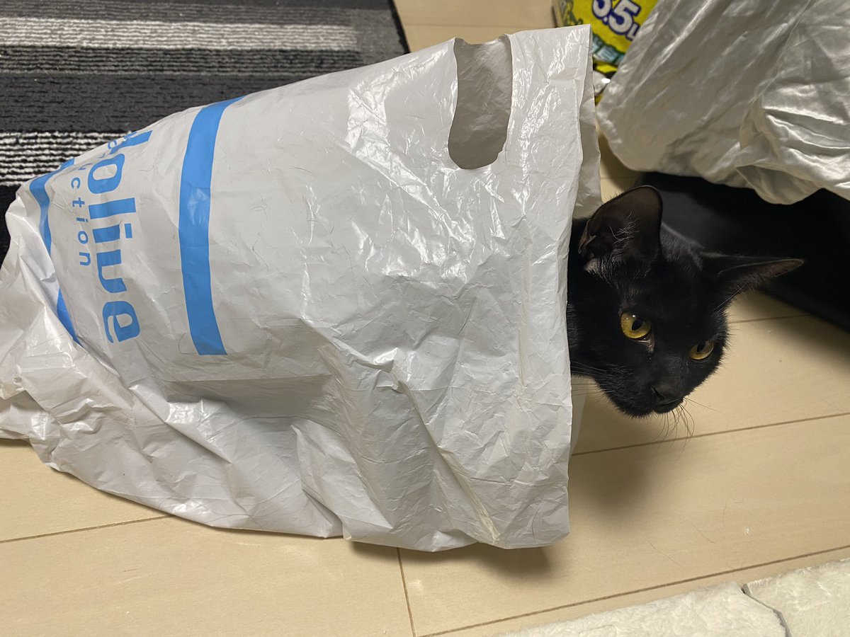 ksononair's tweet image. He loves this bag so much lol