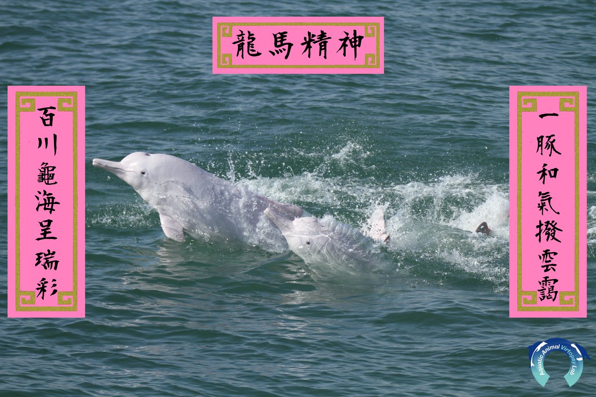 AAVLab2014's tweet photo. 一「豚」和氣撥雲靄
百川「龜」海呈瑞彩
海洋動物影像解剖研究組仝人祝大家新一年龍馬精神，「豚豚」圓圓！
Aquatic Animal Virtopsy Lab wishes you a new year full of energy and harmony! Achieving all the goals in the gorgeous Year of Dragon! https://t.co/Cam8z23syG