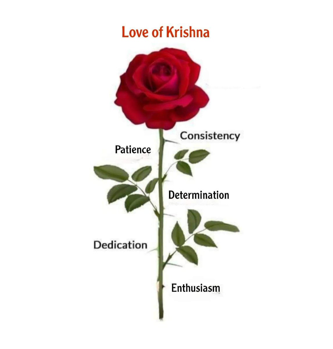 Hare Krishna 🙏
#RoseDay