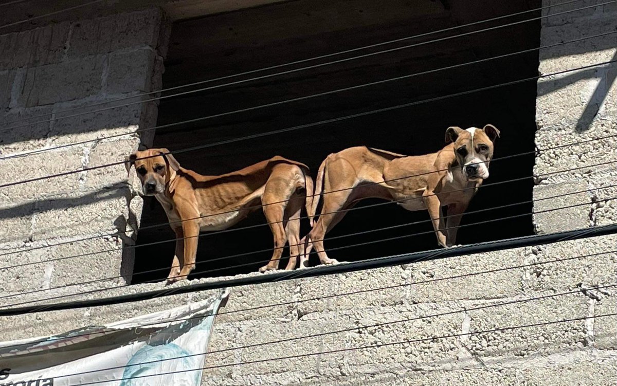 TlalpanVecinos's tweet image. #DenunciaCiudadana 
Ayer, por error, pasé por esta calle y presencié una escena desgarradora 😞 💔🖤
Esto ocurrió en la Calle Narciso Mendoza Mz 126 Lote 01, entre Luis Echeverría y Lázaro Cárdenas, Tlalpan 14250, colonia Miguel Hidalgo.

He presentado una denuncia en…