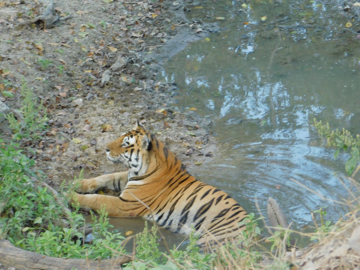 TrKanha's tweet photo. "As winter fades into warmer days, #tigers seek solace near and in water bodies. Their choice spots provide respite from the rising temperatures, showcasing the adaptive nature of these #majestic creatures. π
π§ #TigerBehavior #Adaptation #Nature"
PC- @InvincibleBappu https://t.co/0X6gBXYPD2
