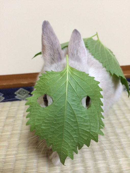DD_yuugumotype6's tweet photo. https://t.co/Xn3tX73lB3