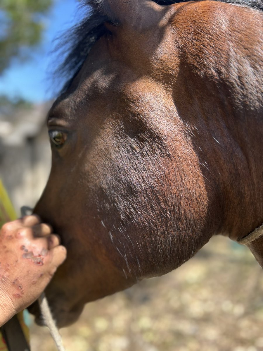 BlanquitaMontt's tweet photo. Hoy, logramos llegar al sector de El Salto, los dirigentes del territorio nos habían contactado porqué no había llegado alimento para los caballos. Tuvimos una linda sorpresa; estuvimos toda la tarde distribuyendo fardos pa los 🐴, mañana descansaremos. Gracias 💕💕💕 https://t.co/uTTseo5SX3