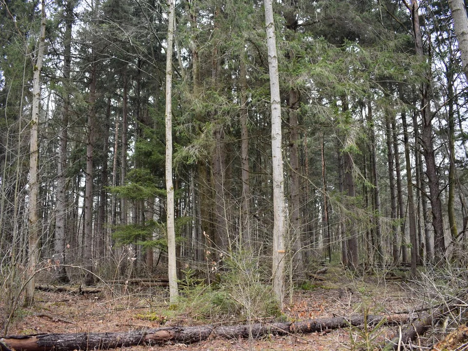 TimberlandReal1's tweet photo. New Listing! This completely wooded property has an excellent mix of hardwoods, pines and spruce creating fantastic habitat conditions for deer, turkey and grouse. Contact Brian Bullard (716) 499-5608.

https://t.co/6IRa8IMsF0 https://t.co/P7fYq07EMb