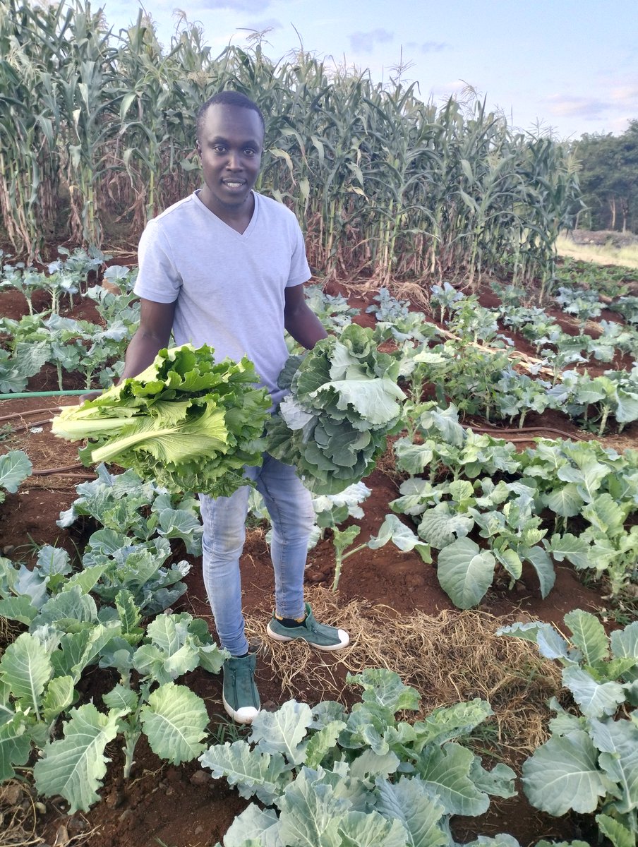 There's something incredibly satisfying about growing your own veggies. 

Have you checked what my brother @Fredmunene_ is doing and earning from vegetables??

Earning more than three days in a week , It's amazing!

#vegetablefarming 
#homegrownfood