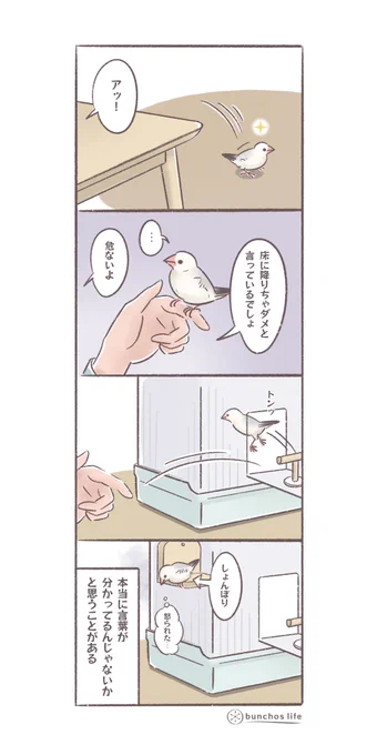 本当に言葉が分かってるんじゃないかと思うことがある#文鳥 #4コマ漫画 