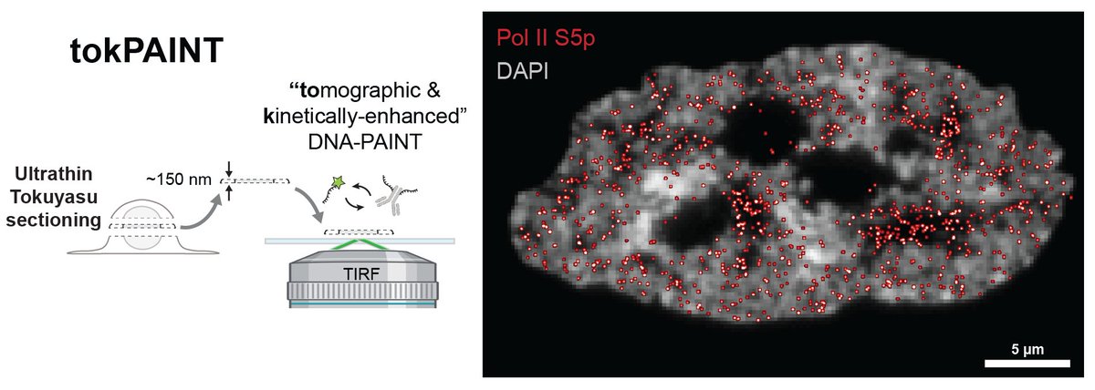 DNA-PAINT imaging inside the nucleus at single antibody resolution using TIRF? Ultrathin cryosectioning makes it possible! Excited to share our preprint introducing “tomographic & kinetically-enhanced DNA-PAINT”/ tokPAINT! biorxiv.org/content/10.110… Our findings…: [1/11]