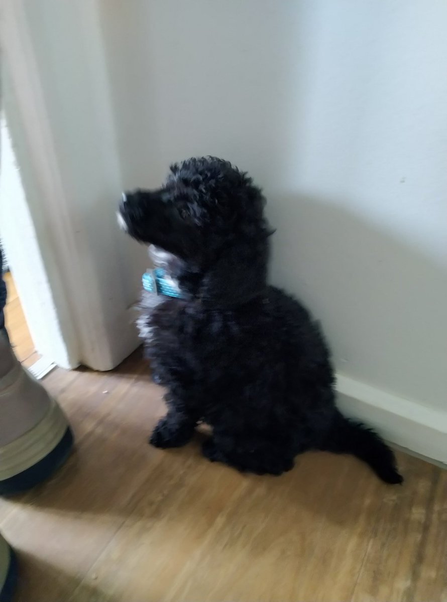 HbarHalo's tweet photo. Darn it!
Meet Marley 💙
New foster puppy, 8 Week old poodle rescued from horder. https://t.co/qjEJfIx2S7