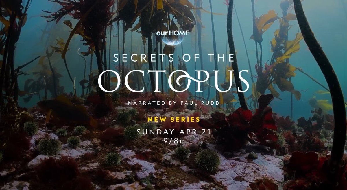 Coming to Disney+ on Earth Day, April 21st! #secretsoftheoctopus