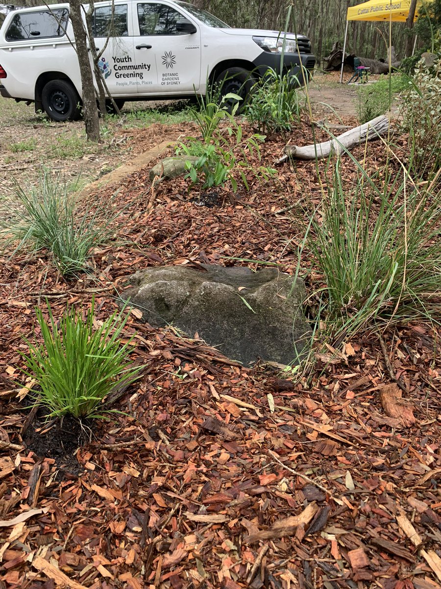 Yet another truly inspirational few days at the #EZEC Conference ‘24 with amazing environmental educators from across the state  🌱🦎🪲💚  Privileged to share my smidge of knowledge demonstrating how to transform this weed bed into a garden resource in 30mins