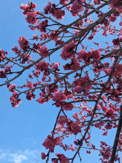 ₍ ·₃·₎ ウメェ 