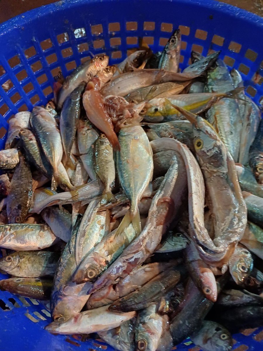NKFISHMEAL's tweet photo. https://t.co/5xsflWYAK1