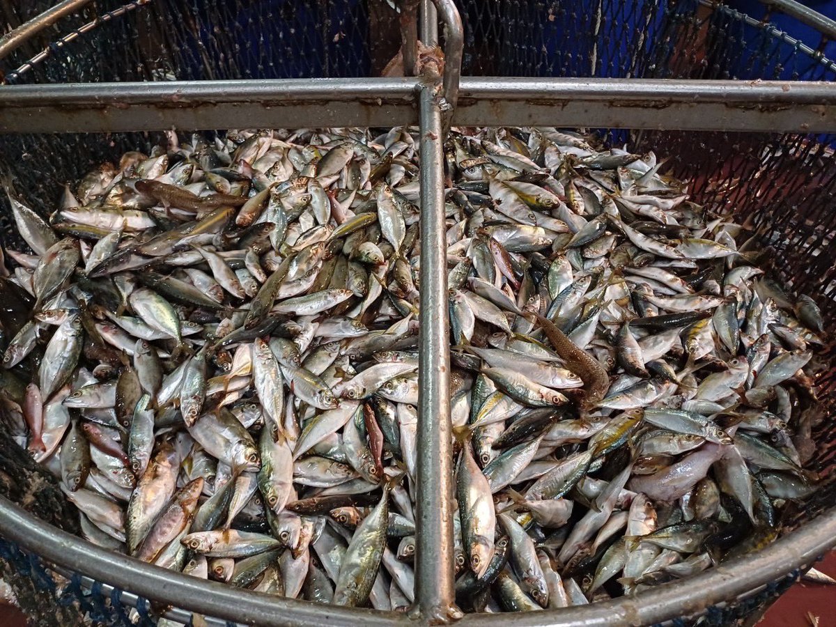 NKFISHMEAL's tweet photo. https://t.co/5xsflWYAK1