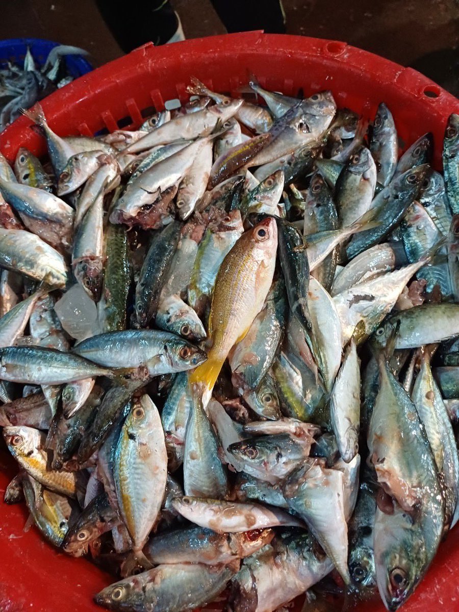 NKFISHMEAL's tweet photo. https://t.co/5xsflWYAK1