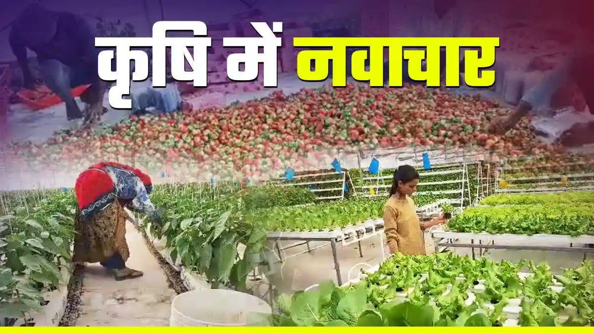 ETVBharatRJ's tweet image. भीलवाड़ा में प्रोग्रेसिव फार्मिंग का कमाल, इजरायली तकनीक से हो रही उन्नत खेती etvbharat.com/hi/!state/amaz… 
#ProgressiveFarming #bhilwara