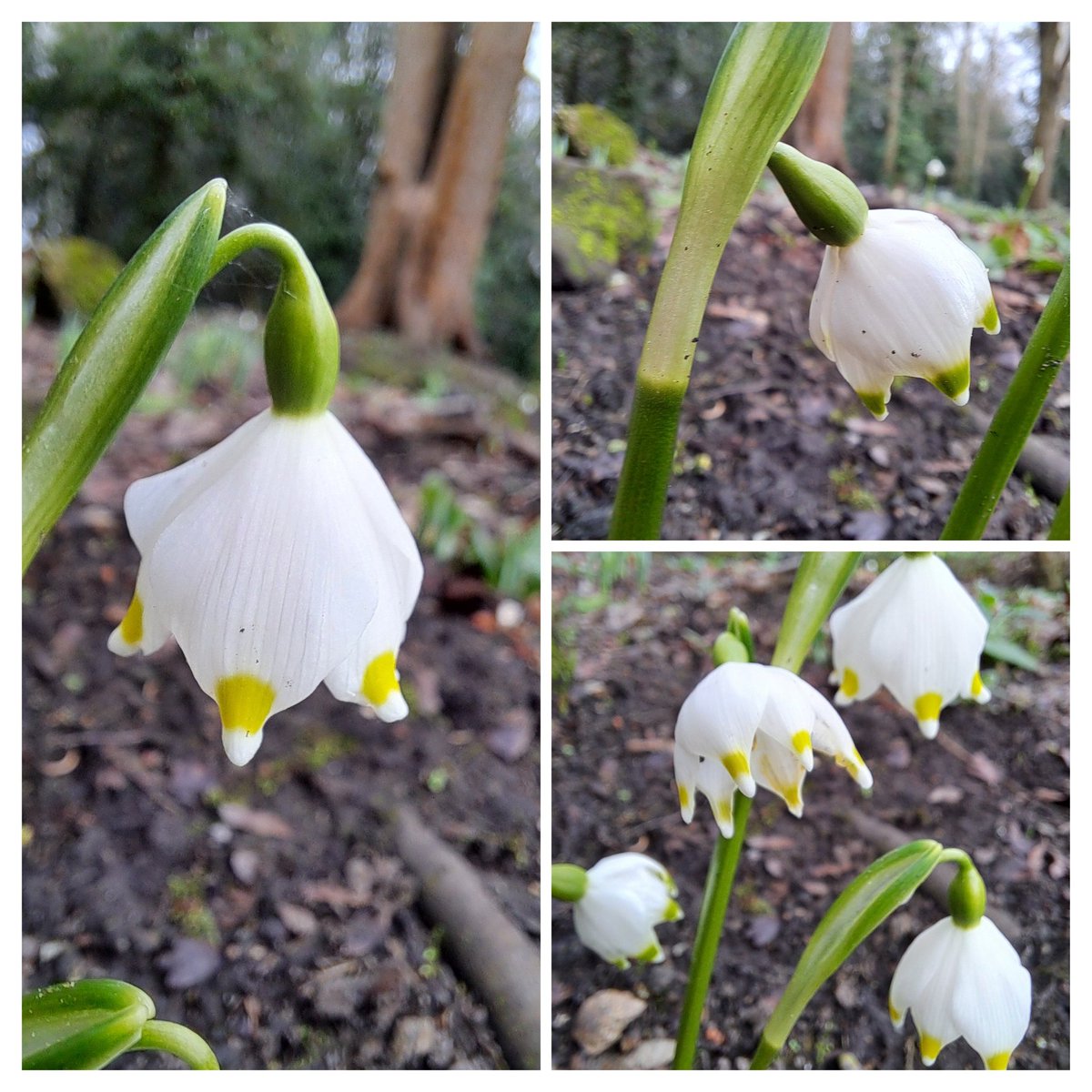 Amongst the snowdrops you might see their little lookalike friends- Leucojam, known as snowflakes ❄️. So much 🌧🌧 to come, hope all the little flowers don't get too crushed 😔. Happy Thursday 🌿