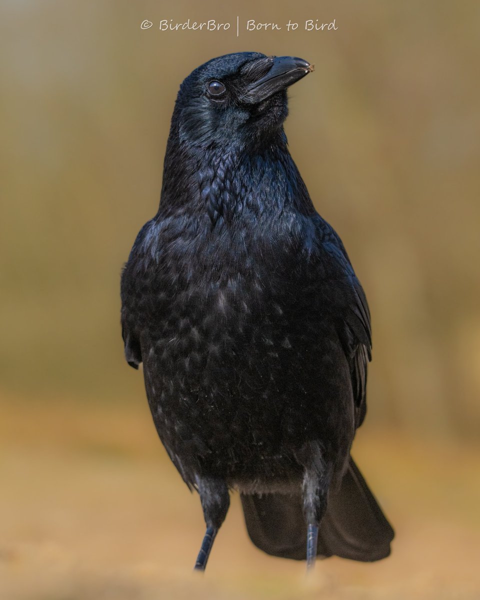 On #ThursJay, we celebrate the #Corvids 🐦‍⬛of the🌏: Jays, #Ravens, Magpies, Jackdaws & Crows like this one⬇️😍
👉QP or drop in comments ur📸s of these magnificent & mysterious #birds + the#⃣
~~
#birdphotography #NaturePhotograhpy #wildlifephotography #BirdTwitter #BirdsOfTwitter