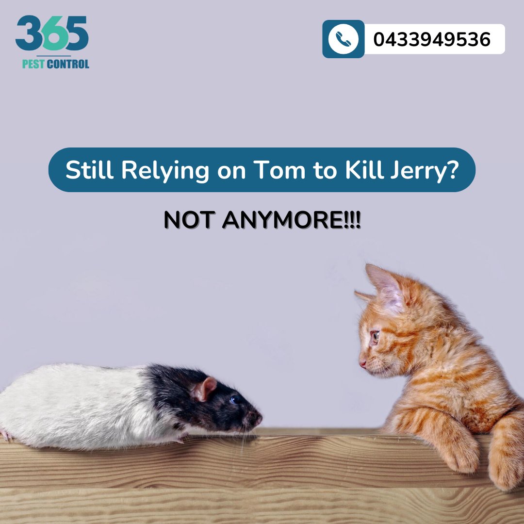 Still relying on tom to kill jerry?
Not Anymore!!!

Call us today @ 0433949536

Visit us: 365pestcontrol.com.au/pest-control-w…

#pestcontrol #pestcontrolservice #pest #pets #pestmanagement #rodentcontrol #ratcontrolservices #rat #rodent #mouse #ratcontrol #365pestcontrol