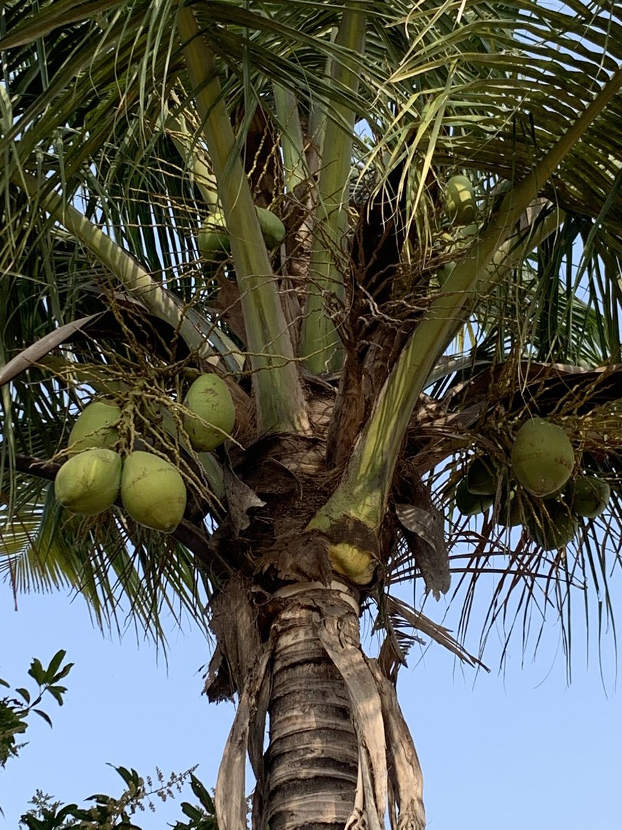 కొబ్బరి బోండాలు = ఎండాకాలపు అమృతం 
😀