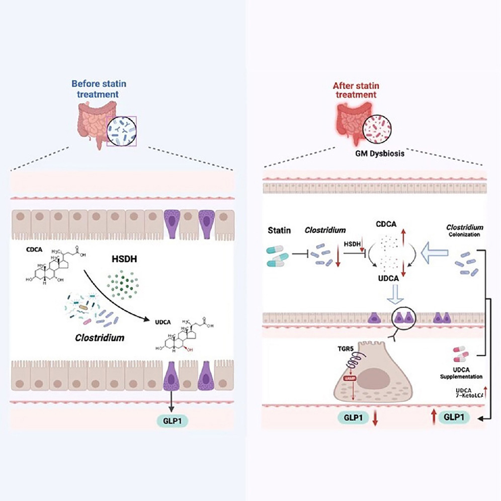 MicrobesInfect's tweet image. Statins aggravate insulin resistance through reduced blood glucagon-like peptide-1 levels in a #microbiota-dependent manner

cell.com/cell-metabolis… #statin #Clostridium