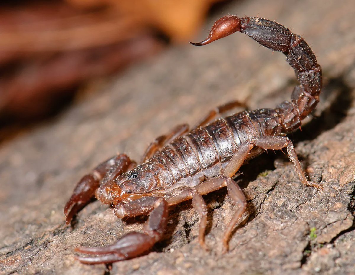 Go_Outside_Now's tweet photo. One of the few native scorpions to the southeast US, the Southern Unstriped Scorpion (Vaejovis carolinianus), barely reaches two inches long.  It readily enters homes and structures, and can be easily spotted with a black light due to the florescence of its exoskeleton. https://t.co/vU5HSyYSQ6