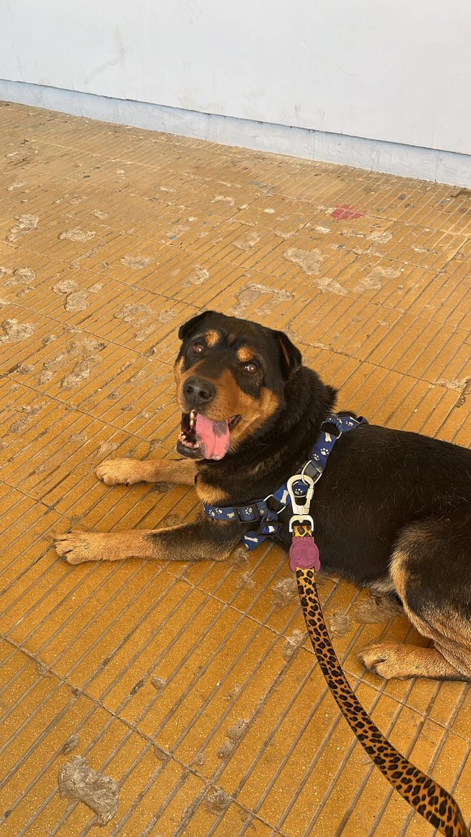 claucomplot's tweet photo. Animalitos en albergue Quilpue Liceo Gronemeyer , macho senior, busca casita.  #quilpue #ayuda #Adopta https://t.co/xXhdfF1fEX