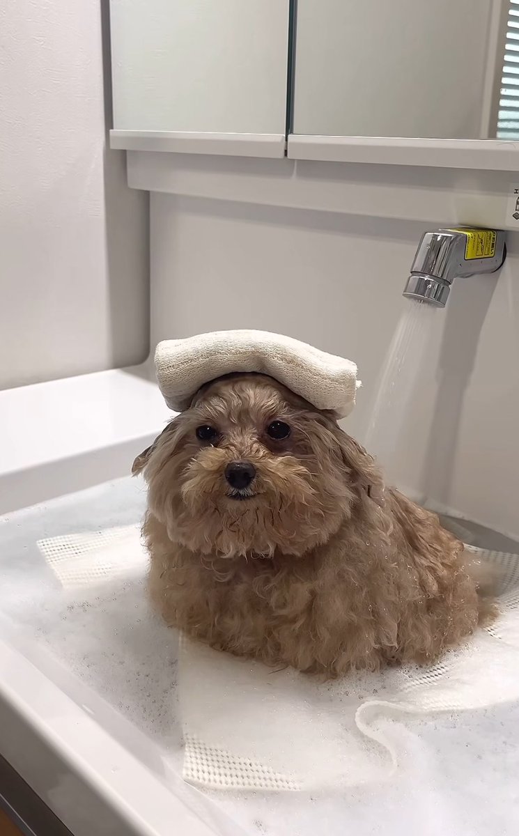 dduvugi's tweet image. 워씽시