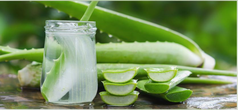 CMaximizeapurva's tweet image. For millennia, many civilizations have used aloe vera, also known as Aloe barbadensis, a cactus-like plant that thrives in hot, dry climates, for its medicinal properties.

Know more: tinyurl.com/39j4ujdw

#AloeExtract
#Pharmaceuticals
#NaturalRemedies
#HealthAndWellness