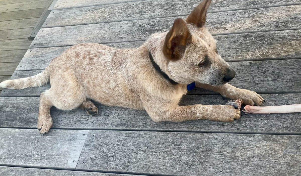 NatashaBarret18's tweet photo. Pup time 🖤

#piha #dogs #heeler #cattledog #westauckland #Auckland #waitakeres #shotoniphone #iphonephotos #iphone12pro https://t.co/I3nECbCISi