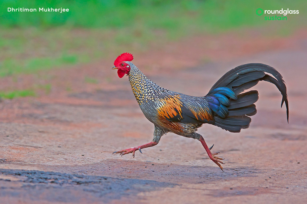 For centuries, #junglefowl have been regarded as “game birds” that are still hunted for the pot. Ranjit Lal writes about the red and grey junglefowl. Read here: l8r.it/3Mx5 Photo: Dhritiman Mukherjee @dhritimanimages #junglefowls #pheasants #indianbirds