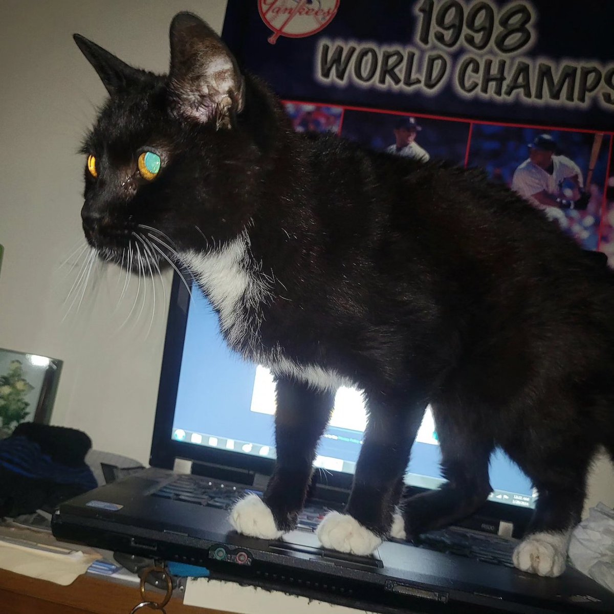 CatCheezeburger's tweet photo. #TuxedoTuesday n #WhiskerWednesday Luv! Luv, Cheezeburger โฅ๏ธ๐๐โโฌโฅ๏ธ #cheezeburger #cat #cats #catsoftwitter #catoftheday #tuxedocat #tuxedocatsoftwitter #CheezeburgerTheCat https://t.co/82zVtecnuj