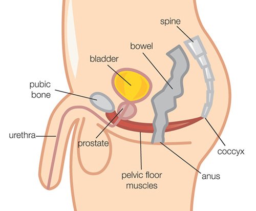 Prince_Fynnd's tweet photo. Men, come closer.

There is a small talk we need to initiate.

The small talk around a small muscle known as the pubococcygeus muscle.

The one that ameloriates your erection and helps you control that ejaculation.
When you were a boy, your urination stream was powerful. https://t.co/Bl1Vixfkev