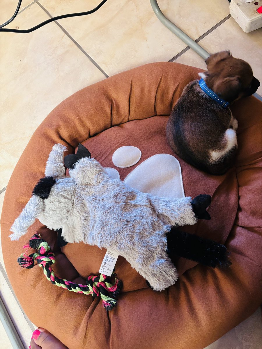samjoosteza's tweet photo. One month with my babydog and oh boy, he has grown so much! And so has his Instagram account 🤩

#PrinceJack 👑🐶🐾
#JackRussellterrier 
#puppylove
#doglife 
💕 https://t.co/FrGBOBlaxd