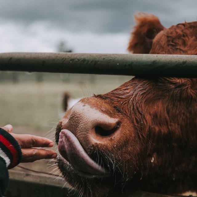 3iSHOW's tweet photo. Need to upgrade your livestock equipment? From gates, water tanks, chutes or portable corral systems, visit the 3i Show March 12-14 at the WSBE in Dodge City &amp; visit with @Blattner_1 @Rawhide_Corral @maxjantzllc or WW Livestock Systems. Find a system to fit your needs. https://t.co/iUkNX3nTRy