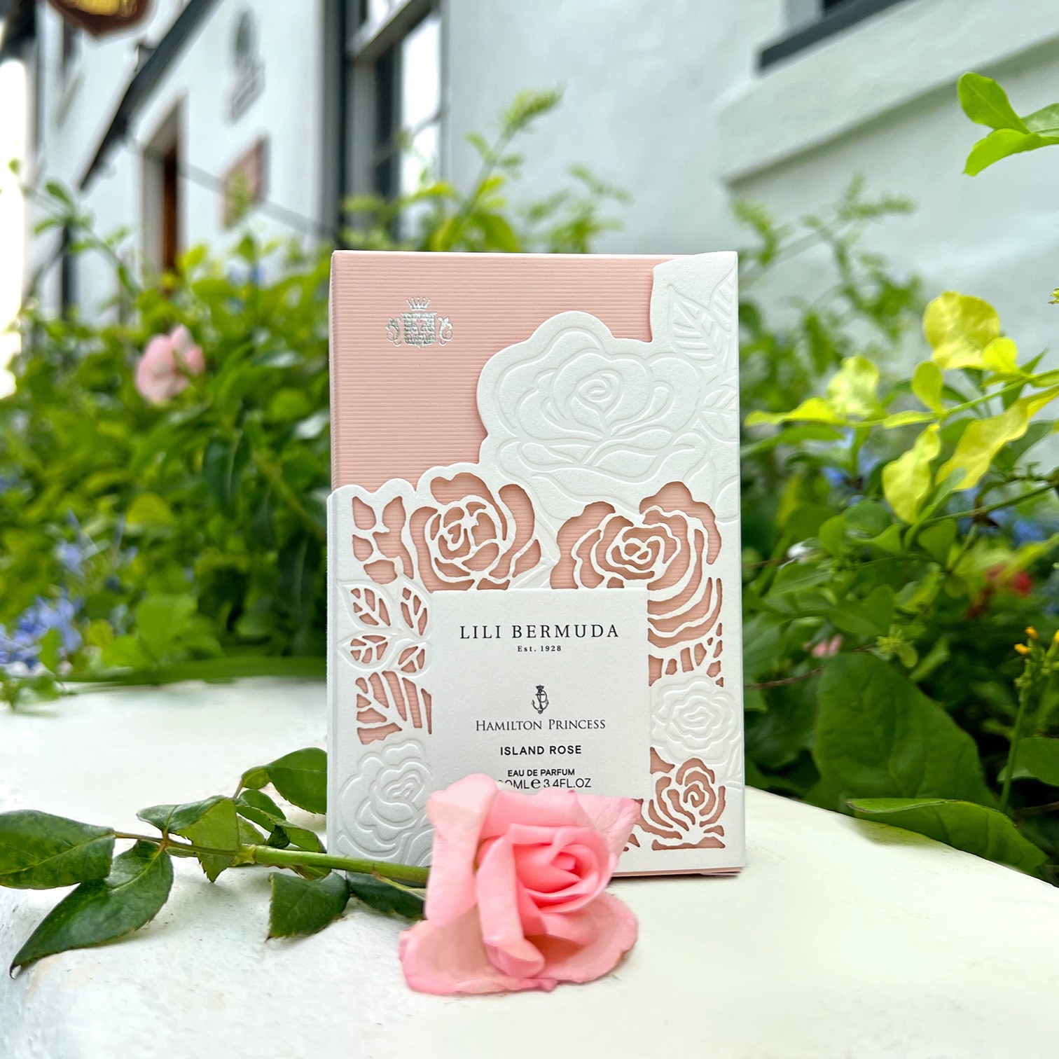 Bermuda rose hot sale