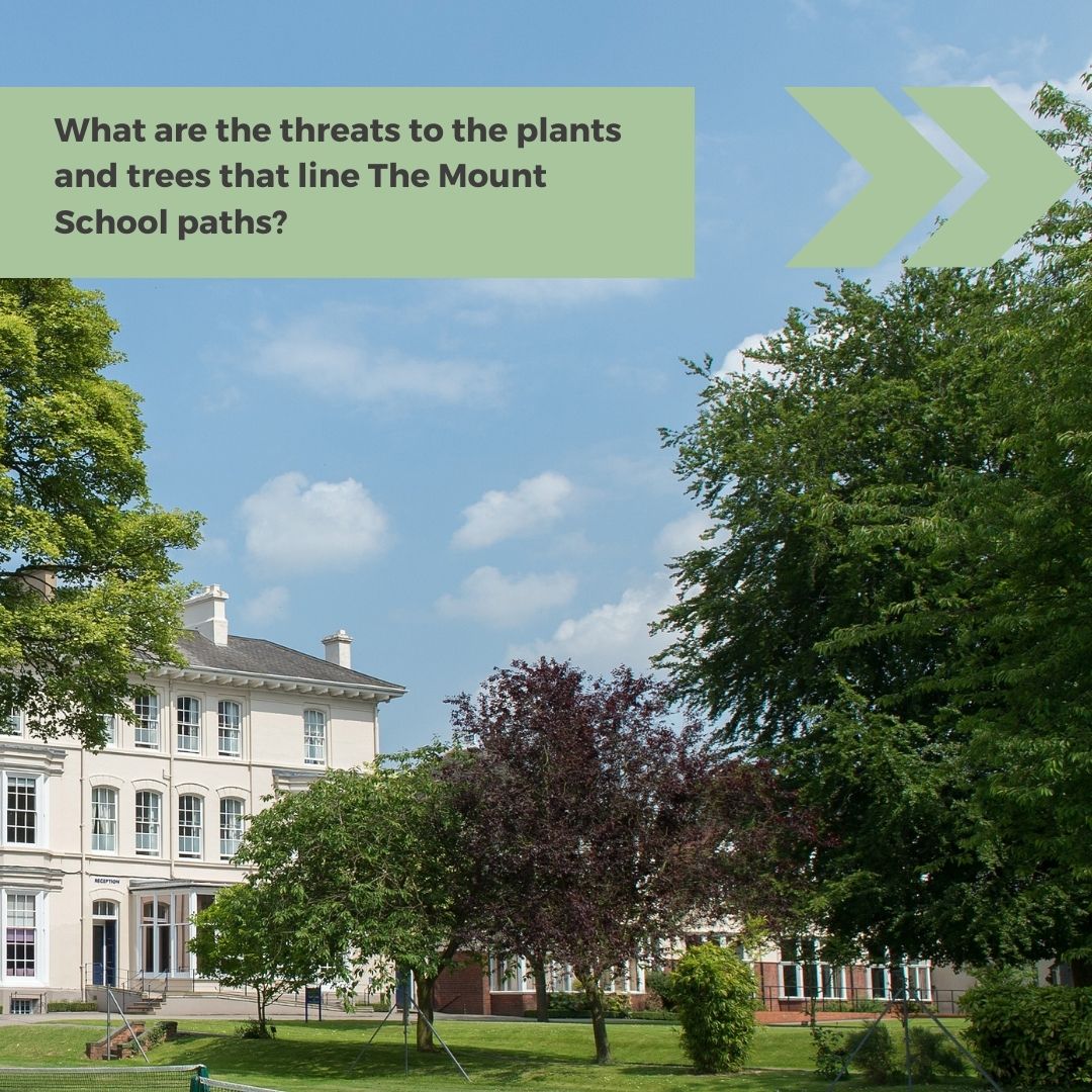 MountSchoolYork's tweet image. Join us as former Mount pupil, Professor Nicola Spence CBE, delivers a lecture on protecting UK plants and trees from growing threats. Fri 23 Feb 6.30pm.Ideal for science enthusiasts and anyone passionate about environmental protection. #PlantHealth #AcademicLecture #Environment