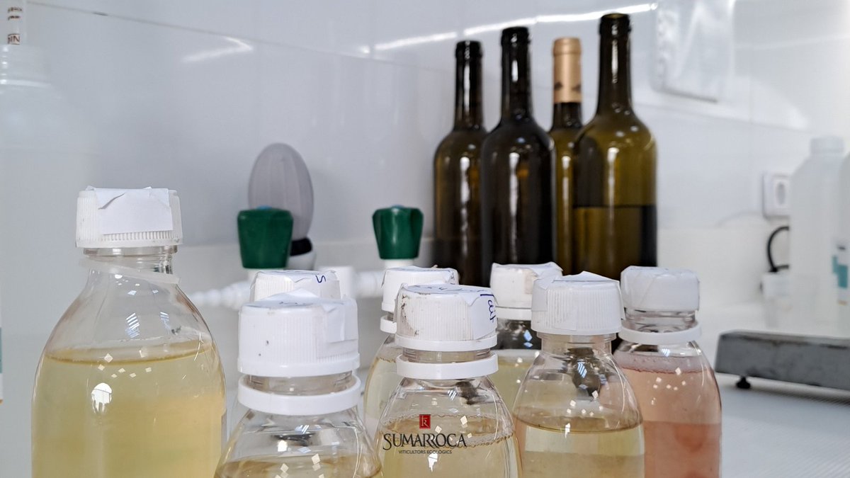 BSumarroca's tweet photo. 🧪Els controls rutinaris de qualitat són una part vital en el procés de vinificació. Setmanalment, a través de les anàlisis, es comproven els dipòsits per tal d'assegurar que la qualitat és l'esperada. 🕵️‍♂️🍷

#lab #ecological #organic #wine #cava #bubbles #cavatime #winelover https://t.co/g7VDgDG0fZ