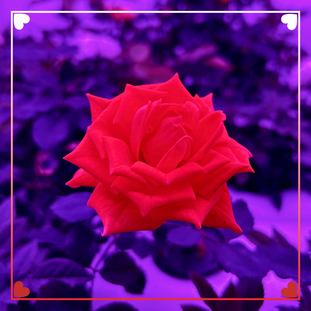 Voici un aperçu de nos productions 👇🏼🌹👇🏼