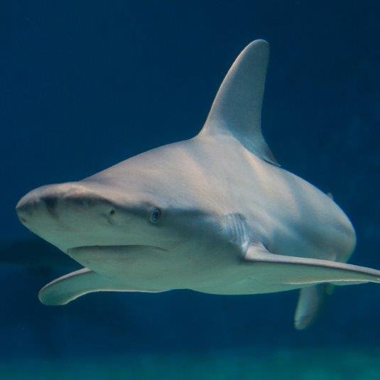 The dorsal fins help the shark to stay on course and prevent it from capsizing while swimming. The pair of pelvic fins on the shark's ventral surface also has a stabilizing function. @algoWatt @SznDohrn @Amp_tavolara @Legambiente @AcquarioGenova @CnrIrbim @MER_Lab_CY