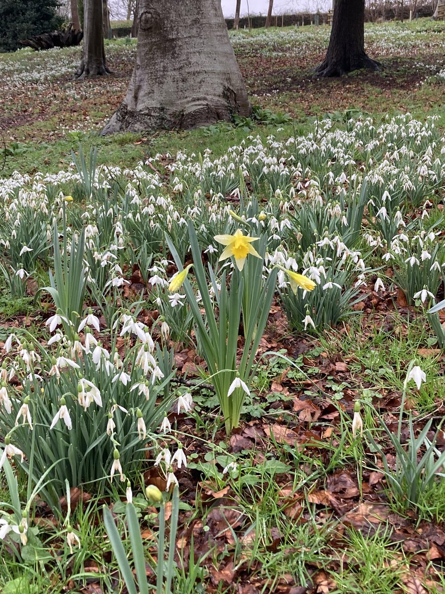 Spring is on its way!
During your next visit, explore our carpet of snowdrops and spot a few daffodils while you do.
#snowdrops #snowdropseason #daffodils #spring #hestercombegardens