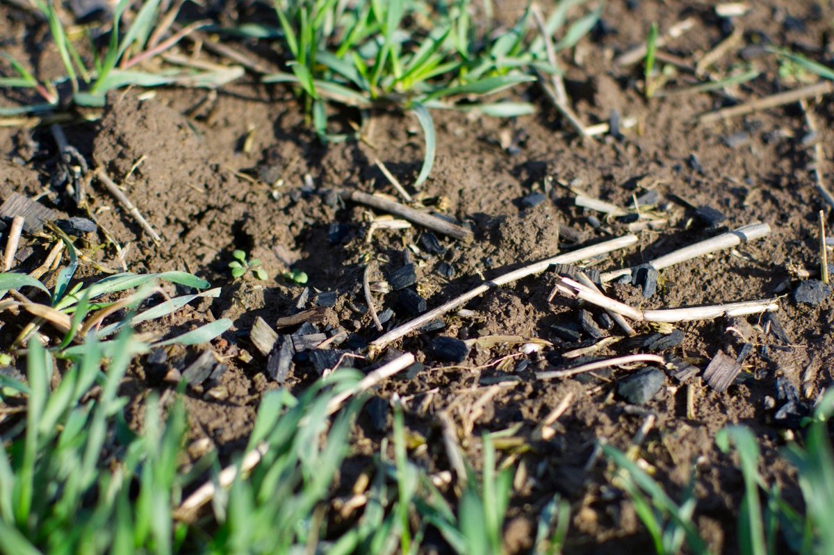 Funding Announcement! Are you an Early Careers Researcher (ECR) with an interest in biochar? The Biochar Demonstrator Flexible Fund is open until Friday 22nd March 2024. Awards of up to £40k (80% fEC) will support projects investigating gaps in biochar research.
