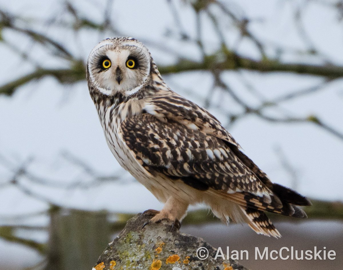 Short eared Owl. This stunner flew along a wall and landed in front of me. It showed no sign of distress ( 'ear' tufts down) simply checking me out before continuing to hunt.@rawbirds @Britnatureguide #BBCWildlifePOTD @CountryfileMag @WildlifeMag @SonyAlphaShots