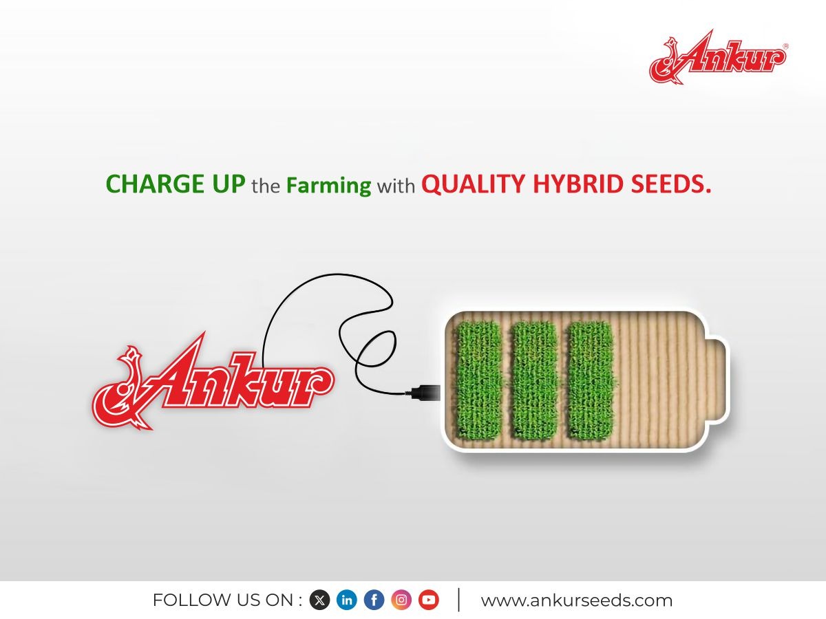 Boost your harvest quality and quantity with our variety of researched hybrid seeds.
#AnkurSeeds #FarmingSuccess #HybridSeeds #FarmersProsperity #QualityHarvest #AgriculturalInnovation #FarmingCommunity #SustainableAgriculture #CropDiversity #ModernFarming #HarvestQuality