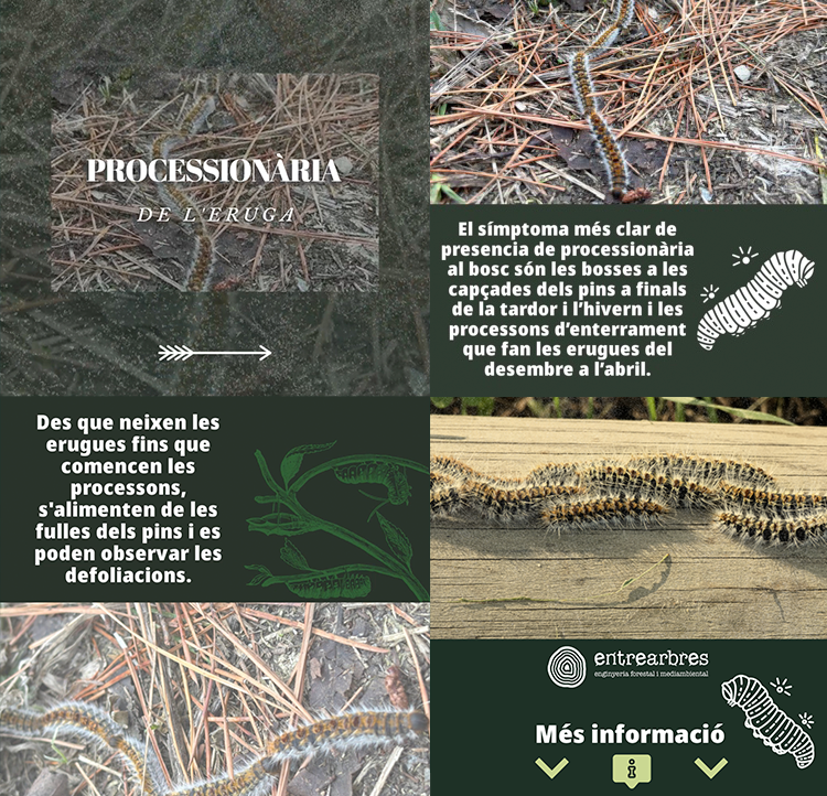 entrearbres's tweet photo. https://t.co/YcgDT2XNTI
#eruga #processionària #entrearbres #curiositats #web #blog #entendre #natura #insectes https://t.co/K6OiWma0GW