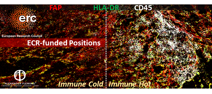 @tsoumakidouLab <a href="/BSRC_Fleming/">Biomedical Sciences Research Center Al. Fleming</a> seeks postdoc or MSc scientists with experience in immunology or computational biology to join a #ERCCoG on perturbation modelling of #fibroblasts in vivo and in silico to design cancer #immunotherapies <a href="/ERC_Research/">European Research Council (ERC)</a> 👉 bit.ly/3HQXUOh