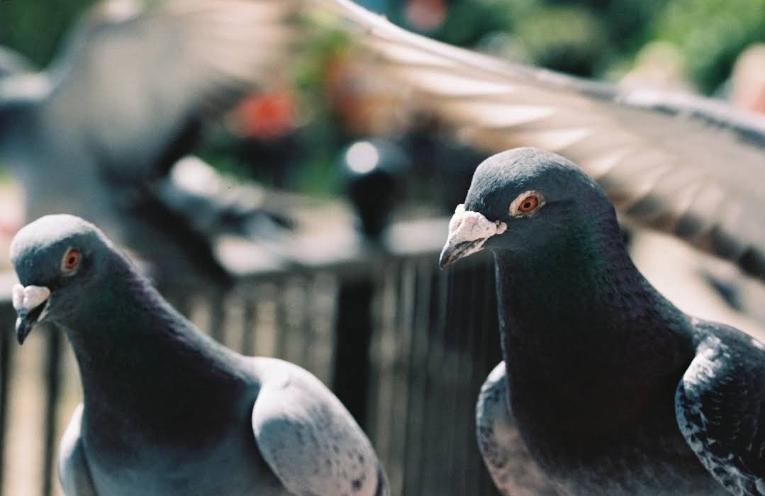 tylor_walk26491's tweet image. If you are looking for the Best #vermincontrol in #nitshill, Then contact Dunning Pest Control. Their team of expert pest control specialists are highly trained and experienced in using the latest techniques.
Visit- maps.app.goo.gl/c35QqyxAJ8p8a7…